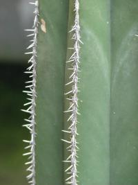 Pachycereus (Pachycereus marginatus)