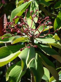 Pryšec (Euphorbia umbellata)