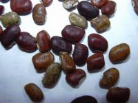 Vigna (Vigna owahuensis)