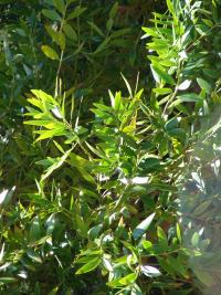 Kajeput pětižilný (Melaleuca quinquenervia)