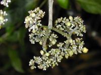 Urera (Urera glabra)