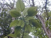 Urera (Urera glabra)