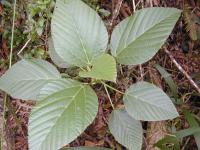 Urera (Urera glabra)