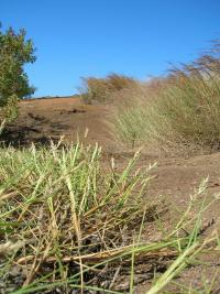 Ostrokvět (Cenchrus agrimonioides)