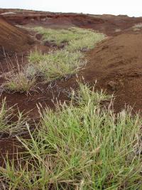 Ostrokvět (Cenchrus agrimonioides)