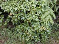 Vějířovka (Scaevola chamissoniana)