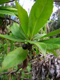 Vějířovka (Scaevola chamissoniana)