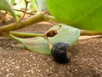 Vějířovka (Scaevola coriacea)