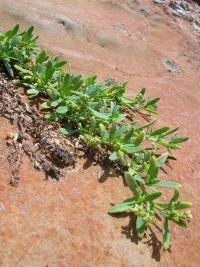 Otočník (Heliotropium curassavicum)