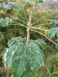 Tetrapanax papírodárný (Tetrapanax papyrifer)