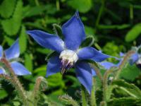 Brutnák lékařský (Borago officinalis)