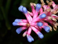 Echmea (Aechmea gamosepala)