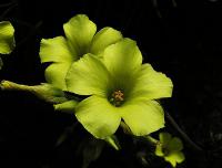 Len žlutý (Linum flavum)