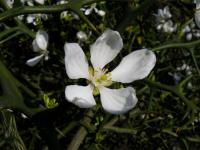 Citronečník trojlistý (Poncirus trifoliata)