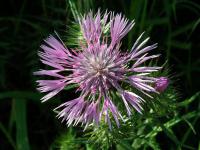 Bodlákovec skvrnitý (Galactites tomentosa)