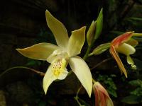 Katleja (Cattleya forbesii)