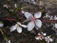 Mandloň kansunská (Prunus kansuensis)