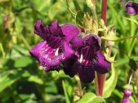 Dračík 'Russian River' (Penstemon)
