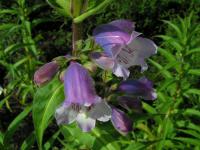 Dračík 'Sour Grapes' (Penstemon)