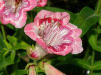 Dračík 'Tubular Bells Rose' (Penstemon)