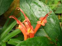 Gesneria