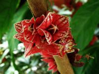 Goethea (Goethea strictiflora)