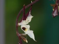 Gongora (Gongora chocoensis)