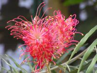 Grevillea Banksova (Grevillea banksii)