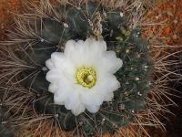 Gymnocalycium (Gymnocalycium baldianum)