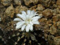 Gymnocalycium (Gymnocalycium friedrichii)
