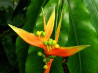 Helikónie (Heliconia aurantiaca)