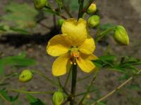 Kasie (Senna alexandrina)