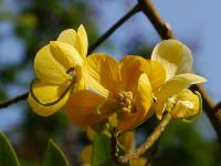 Kasie (Senna surattensis)