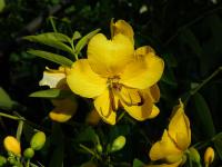 Kasie chocholičnatá (Cassia corymbosa)
