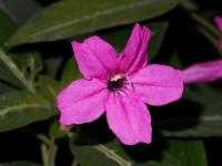 Ruélie Makoyova (Ruellia makoyana)