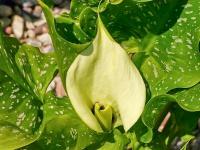 Kornoutovka 'Captain Volante' (Zantedeschia)