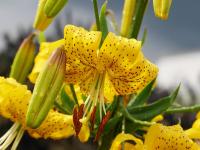 Lilie pyrenejská (Lilium pyrenaicum)