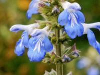 Šalvěj bažinná (Salvia uliginosa)