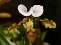 Střevíčníkovec (Paphiopedilum spicerianum)
