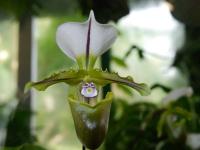 Střevíčníkovec (Paphiopedilum spicerianum)