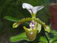 Střevíčníkovec (Paphiopedilum spicerianum)