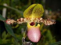 Střevíčníkovec (Paphiopedilum moquetteanum)