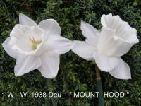 Narcis 'Mount Hood' - Trubkovité narcisy