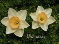 Narcis 'Dusky Maiden' - Velkokorunné narcisy