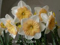 Narcis 'Eliška' - Velkokorunné narcisy (Narcissus)
