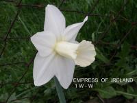 Narcis 'Empress of Ireland' - Trubkovité narcisy