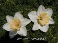 Narcis 'Opalescent' - Velkokorunné narcisy (Narcissus)
