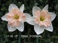 Narcis 'Pink Formal' - Collar narcisy (Narcissus)