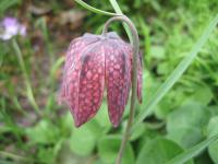 Řebčík kostkovaný (Fritillaria meleagris)