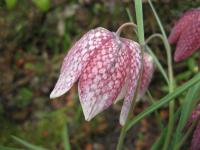 Řebčík kostkovaný (Fritillaria meleagris)